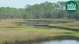 Still Fishin Stories from our Gulf Coast Fishermen  Seafood  Whole Foods Market [upl. by Eversole]