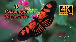 10 Poisonous Butterflies 4K [upl. by Otirecul593]