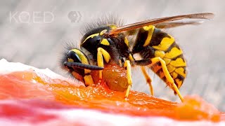 Meet the Meat Bee the Western Yellowjacket  Deep Look [upl. by Spieler]