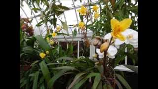 2015 Orchid Show at NYBG II Common Names of Orchids [upl. by Ahsile]