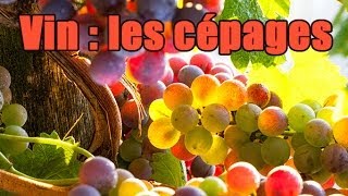 Choisir son vin  questce quun cépage [upl. by Magnum]