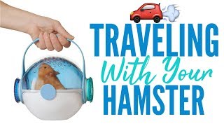 Traveling With Your Hamster [upl. by Eimareg]