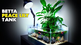 Aquascape Tutorial Peace Lily Betta Fish Aquarium How To Step By Step Planted Tank Guide [upl. by Valente]