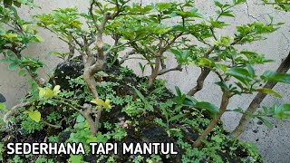 Bonsai Jeruk Kingkit Di Atas Batu Karang  Sangat Inspiratif [upl. by English]