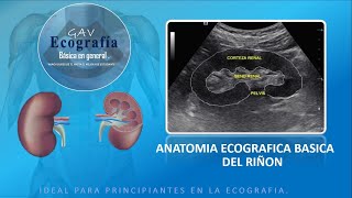 ANATOMIA ECOGRAFICA DEL RIÑON [upl. by Nesyt927]