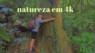 Natureza em 4k cachoeira rio fiorita Siderópolis sc 4k natureza cachoeira [upl. by Alesandrini988]