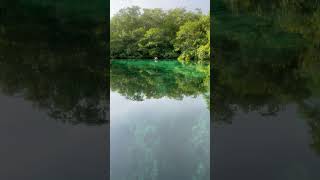 Cenote Manatí en México donde sus aguas son cristalinas [upl. by Aihsema470]