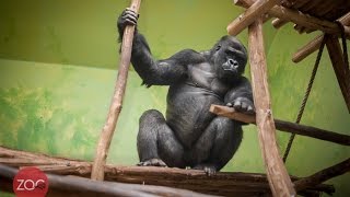 Nieuwe gorillaman Matadi arriveert [upl. by Austin643]