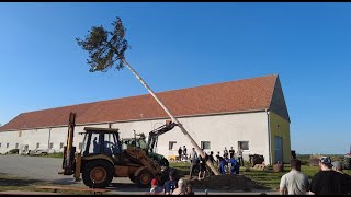 Maibaum aufstellen Ringelsdorf 2024 Weinviertel  brauchtum 1mai maibaum tothehilt krupps [upl. by Lednem]