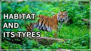 Habitat  Types of habitat  Animal Videos for Kids  eLearn K12 [upl. by Ilan640]