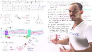 Mobilization of Triglycerides in Adipose Cells [upl. by Victory]