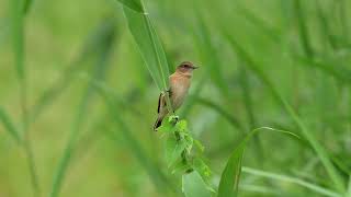 東亞石䳭 Amur Stonechat [upl. by Stasny624]