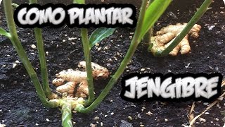 Como Plantar O Cultivar Jengibre En Casa Con Exito  La Huertina De Toni [upl. by Ninette662]