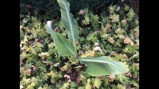 Bananier nain chinois ou Lotus d’or Musella lasiocarpa Une touche exotique dans le jardin [upl. by Iormina385]