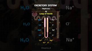 Nephrons  trendingshorts shorts shortvideo biology kidney medicalstudent medico [upl. by Nyrehtak]