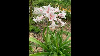 Crinum Lilies for Kentucky [upl. by Aneg]