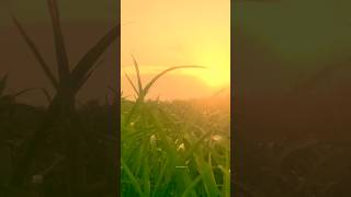 Purge siren 🚨 set crop video on music 🌾🌾🌱🌾villager22 faizan22 youtube [upl. by Cyb]