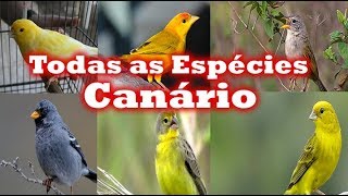 Todas Espécies de canários [upl. by Nyrol683]