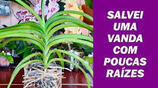 Salvei uma Orquídea Vanda Desidratada e com Poucas Raízes [upl. by Emearg]