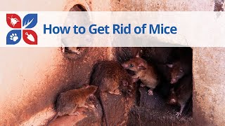 How to Get Rid of Mice  DoMyOwncom [upl. by Aihtenyc138]