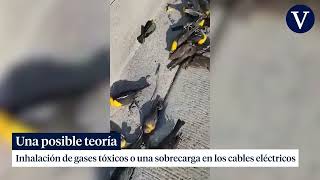 Decenas de aves se desploman en Chihuahua y mueren contra el suelo sin explicación aparente [upl. by O'Rourke182]