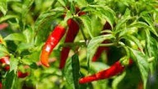 Unlocking the Power of Cayenne Pepper Health Benefits amp Uses [upl. by Goss782]