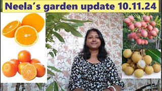 Neelas garden update 101124 [upl. by Slein]