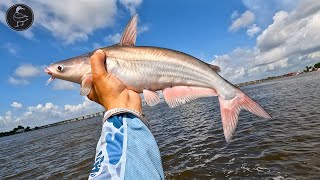 Catching Catfish and Cooking a DELICIOUS CourtBouillon Catch Clean Cook [upl. by Stout]