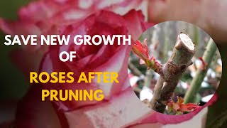 Roses Care After Pruning How To Save New Growth Of Roses [upl. by Areema]