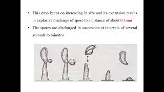 Development of Basidium and Basidiospores [upl. by Sapers]