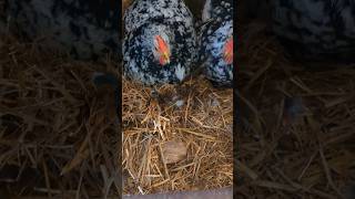 Where Are The Broody Hens Chicks babychicks [upl. by Doelling]