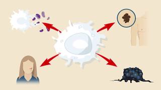 Macrophage Subtypes Polarization Activation and Plasticity [upl. by Portia]