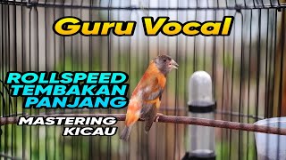 🔴7 Redsiskin bird singing very beautifull sound  make your canary very impresif‼️ [upl. by Ametaf720]