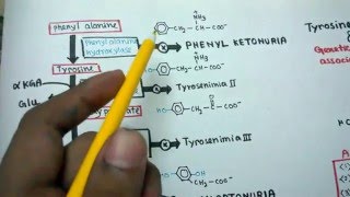 Tyrosine metabolism and genetic disorders accosiated with it [upl. by Joanie]