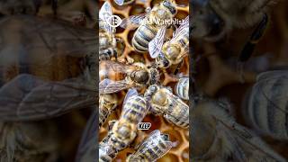 Why do bees kill its queen [upl. by Kyte]