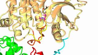 Focal Adhesion Kinase FAK [upl. by Atews]