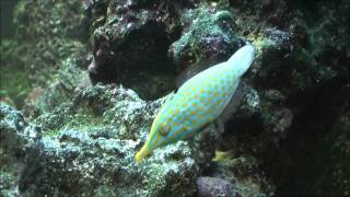 Orangespotted Filefish [upl. by Antrim]