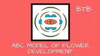 ABC Model of Flower Development [upl. by Nyrrad]