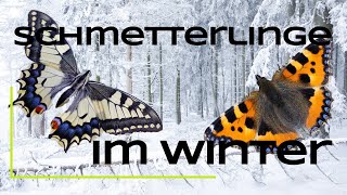 Wie überwintern Schmetterlinge [upl. by Nareht255]