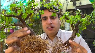 How To Make Bonsai Plant at Home  Bonsai Garden  How To Make Bonsai Nurserylive Coupons [upl. by Eilrahs889]