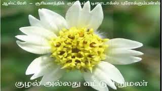 Asteraceae family  அஸ்டெரேசி குடும்பம் Tamil [upl. by Recnal]