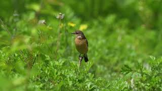 东亚石䳭 Amur Stonechat [upl. by Idleman223]