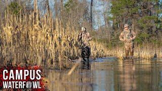 Duck Hunting Flooded Corn Impoundments  2023 Late Season Duck Hunt in North Carolina [upl. by Gilbertina]