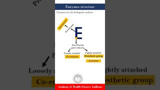 Structure of Enzymes  Biochemistry  by Imran Yaseen [upl. by Godber]