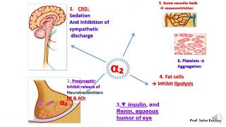 Revision Autonomic pharmacology 1 [upl. by Keelin]