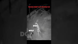 wolf vs dog trending animals wildlife dog wolf viralvideo youtubeshorts shorts youtube [upl. by Ednargel]