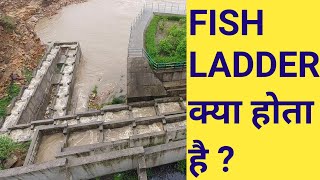 What is the function of a fish ladder  Fish ladder in dam  fish pass [upl. by Trauner]