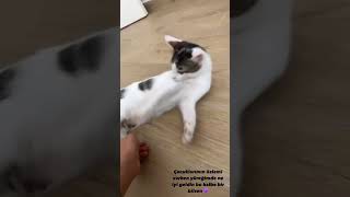 satınalmasahiplen cat sokakhayvanlarısahipsizdegildir sokakhayvanlarınıkoruyalım catlover [upl. by Nary12]