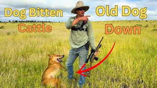 Dog Shooting And Cattle Work [upl. by Anikal]