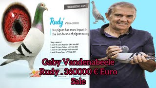 Gaby Vandenabeele Racer Pigeon  Rudy 360000 € Euro  Racing Pigeons  kalapati  Imported Racing [upl. by Amles]